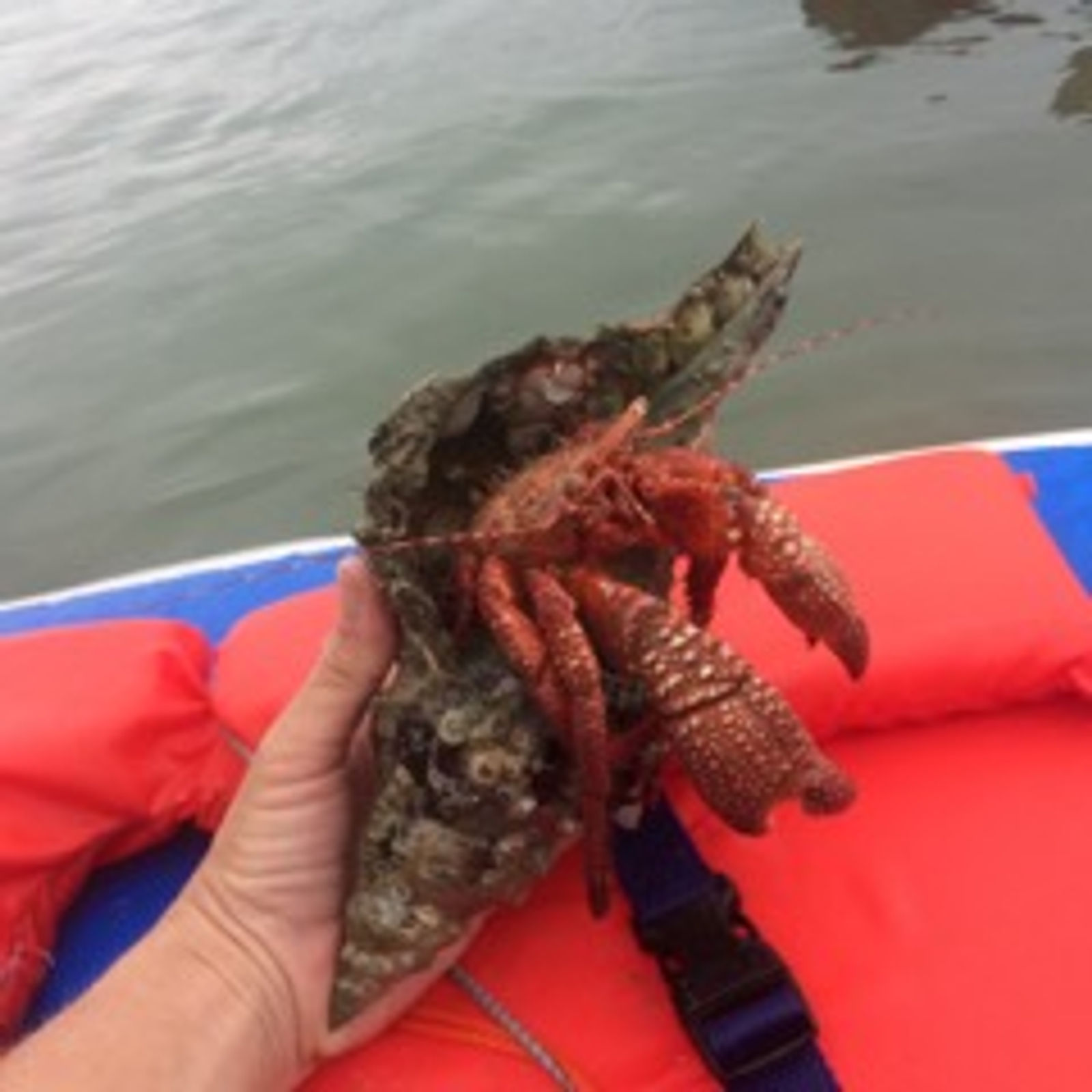 Giant Red Hermit Crab