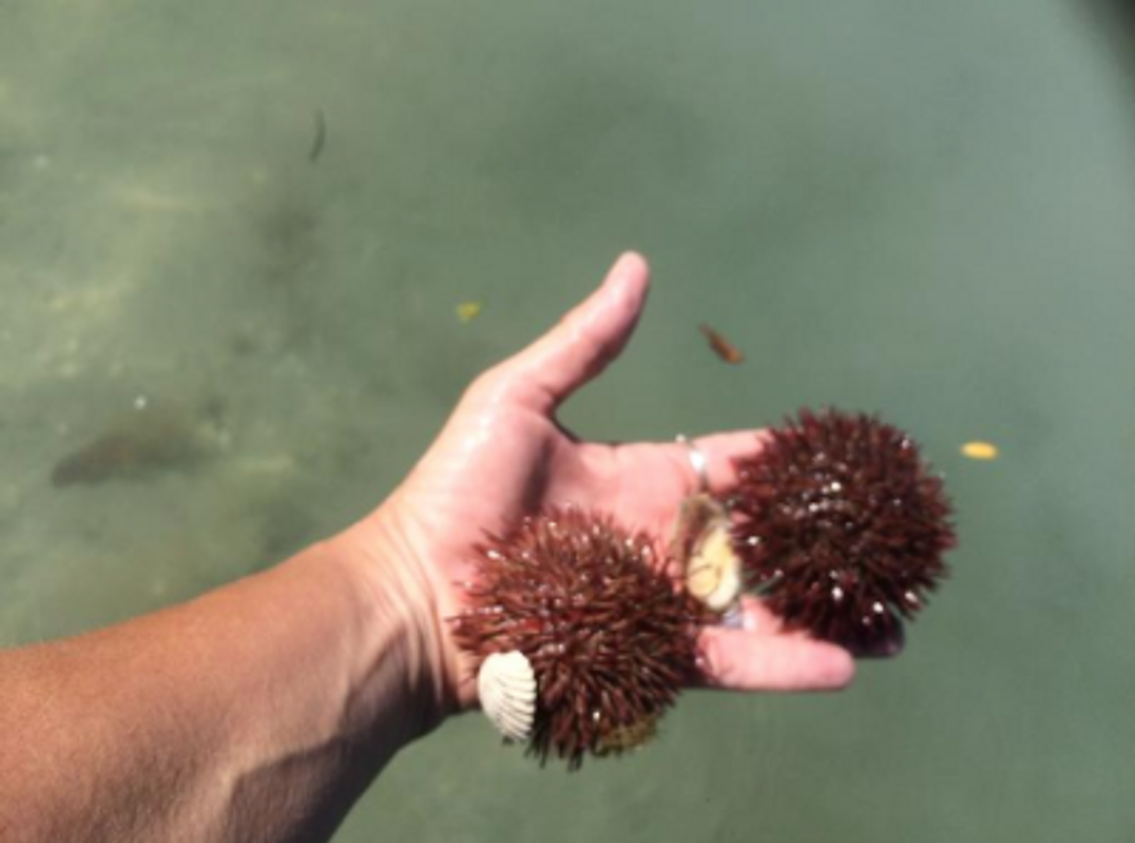 Purple or Variegated Sea Urchin