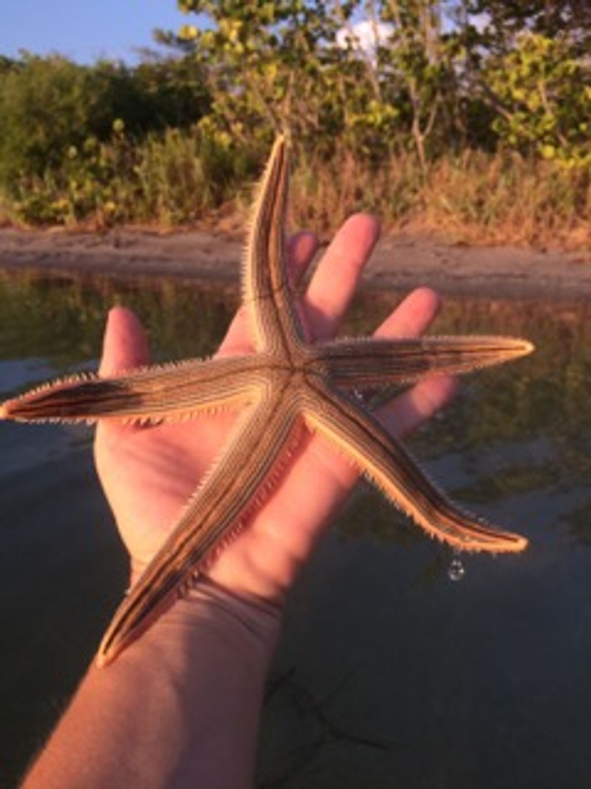 Lined Sea Stars