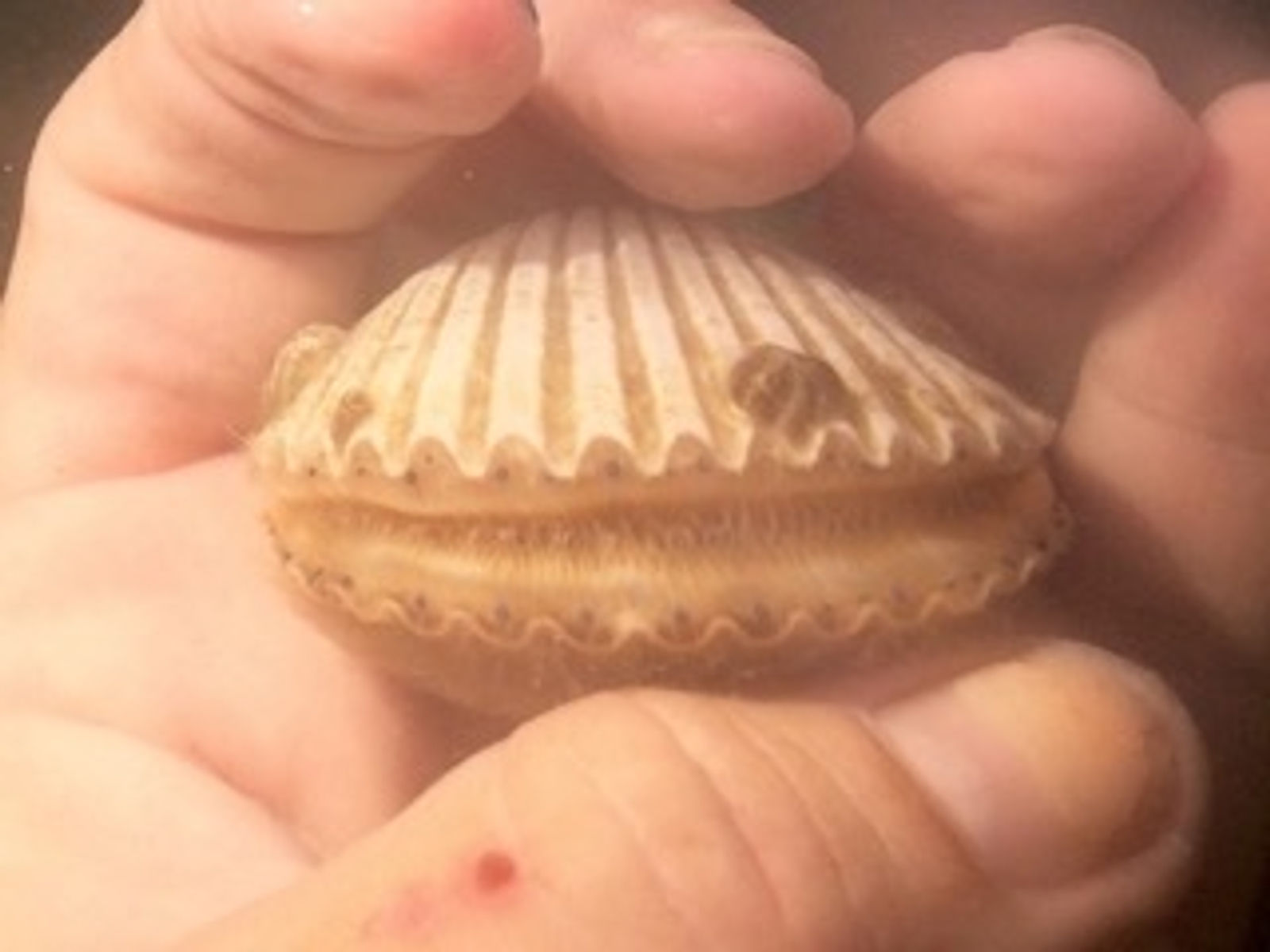 Bay Scallop