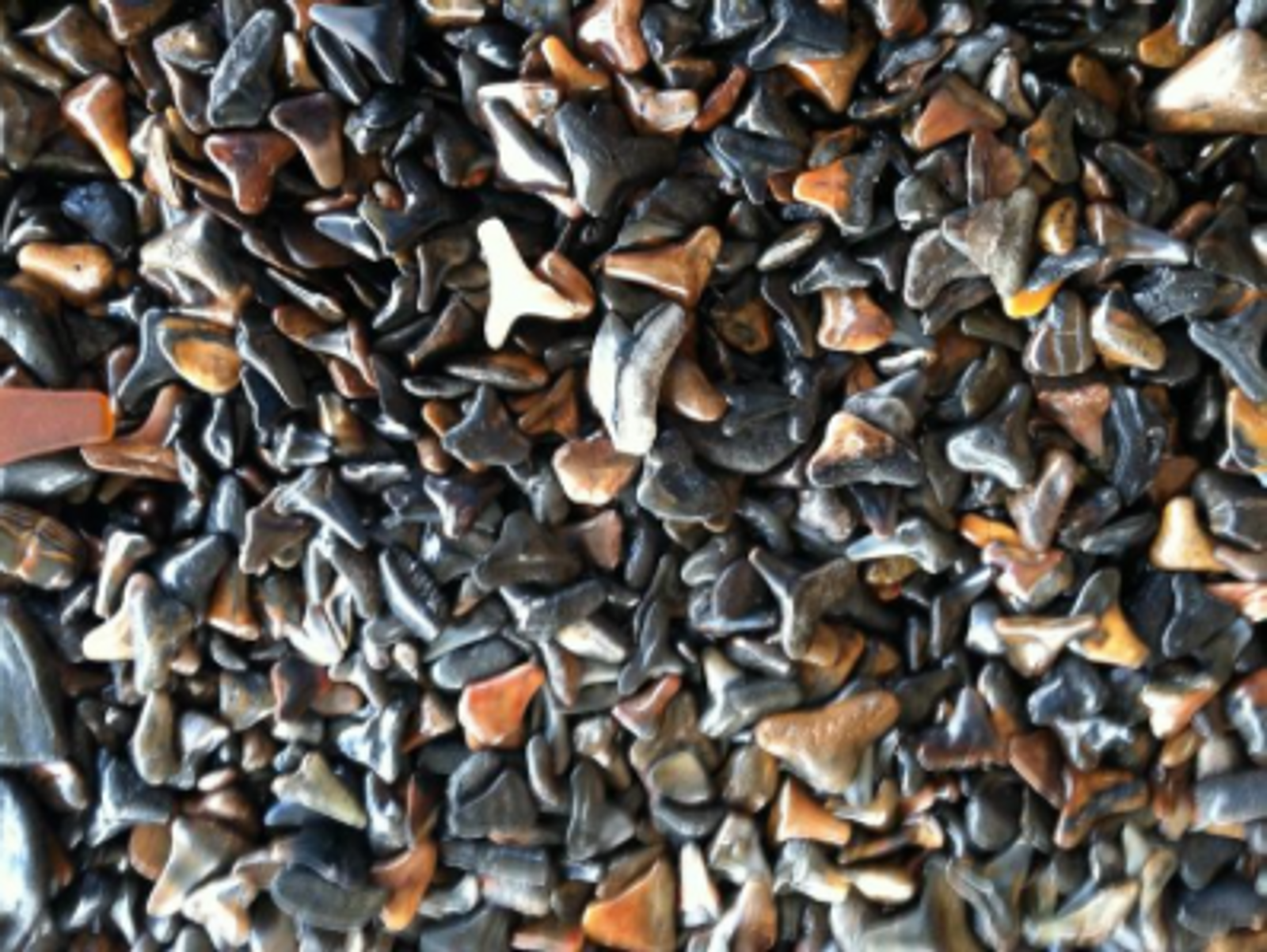 Fossilized Shark Teeth