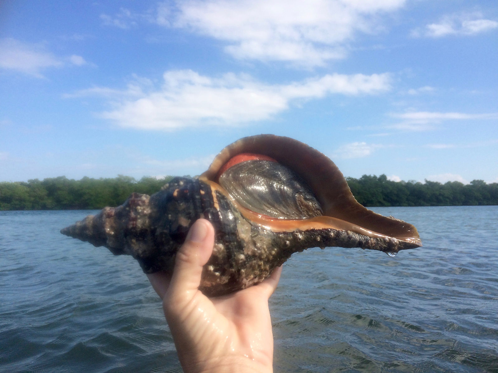 Horse Conch