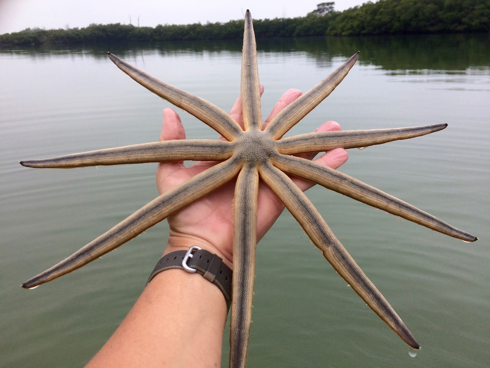 9 armed sea star