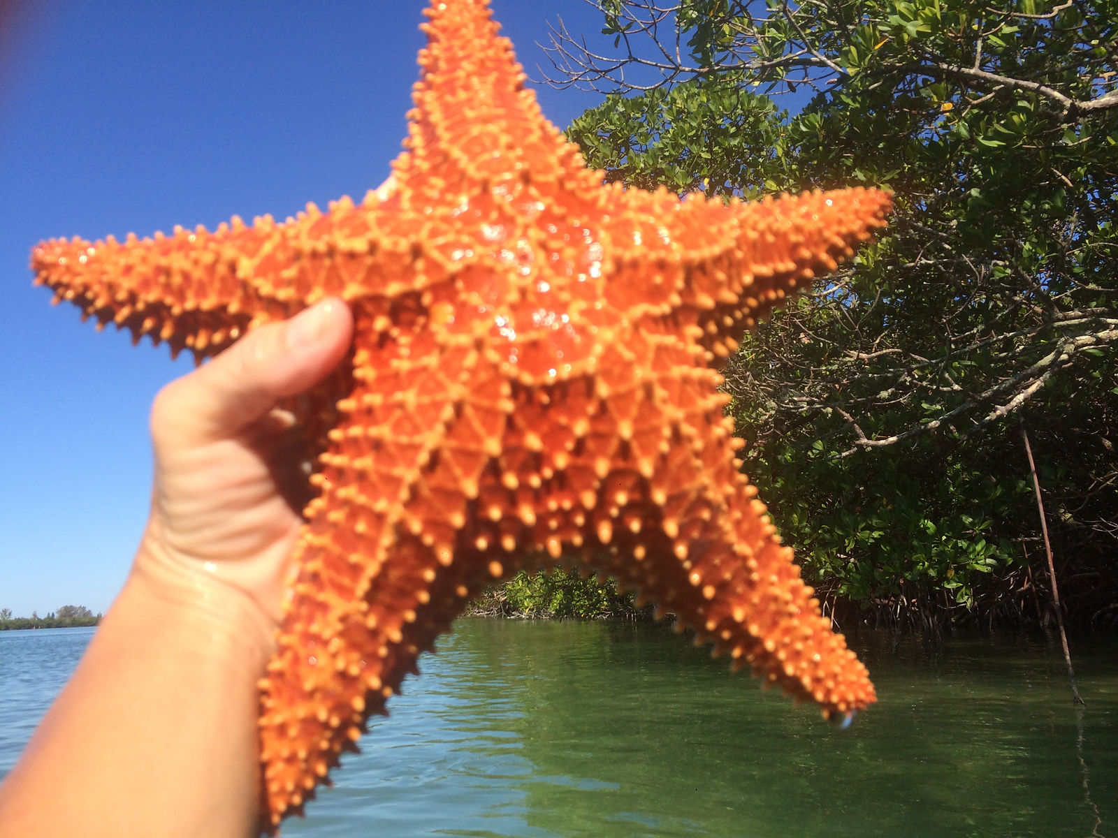 Red cushion sea star