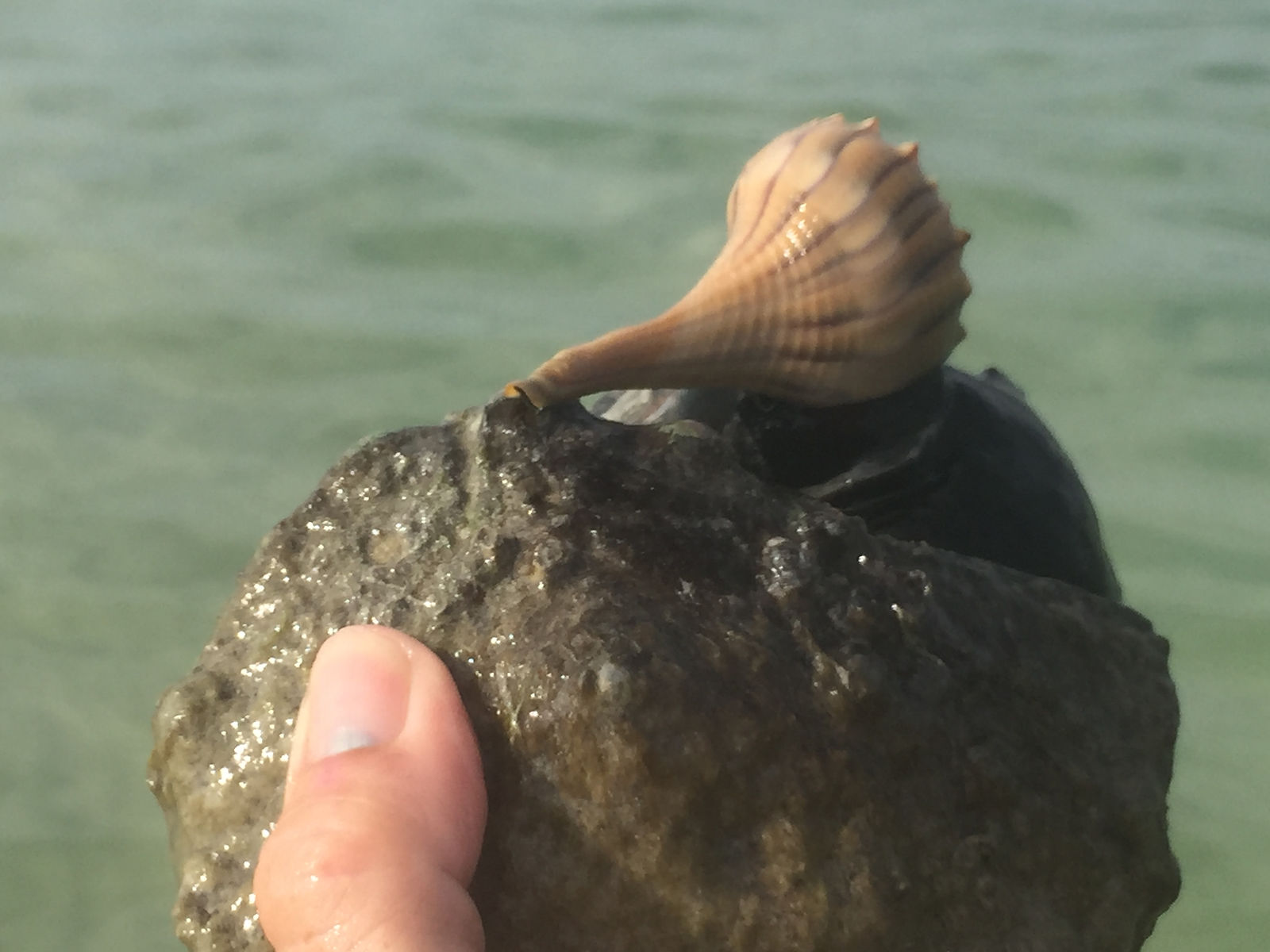 lightning whelk