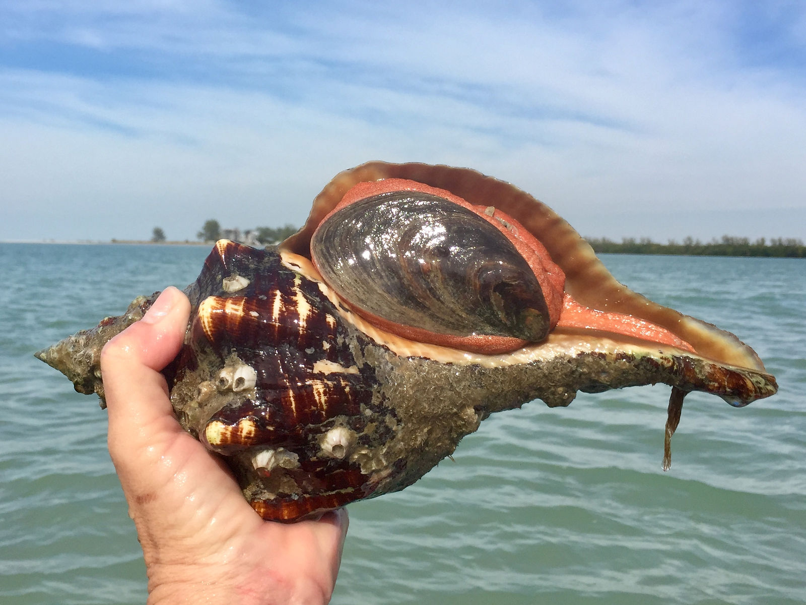 Horse Conch