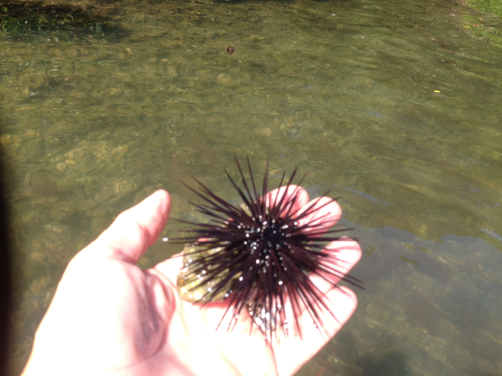 Black long spined urchin