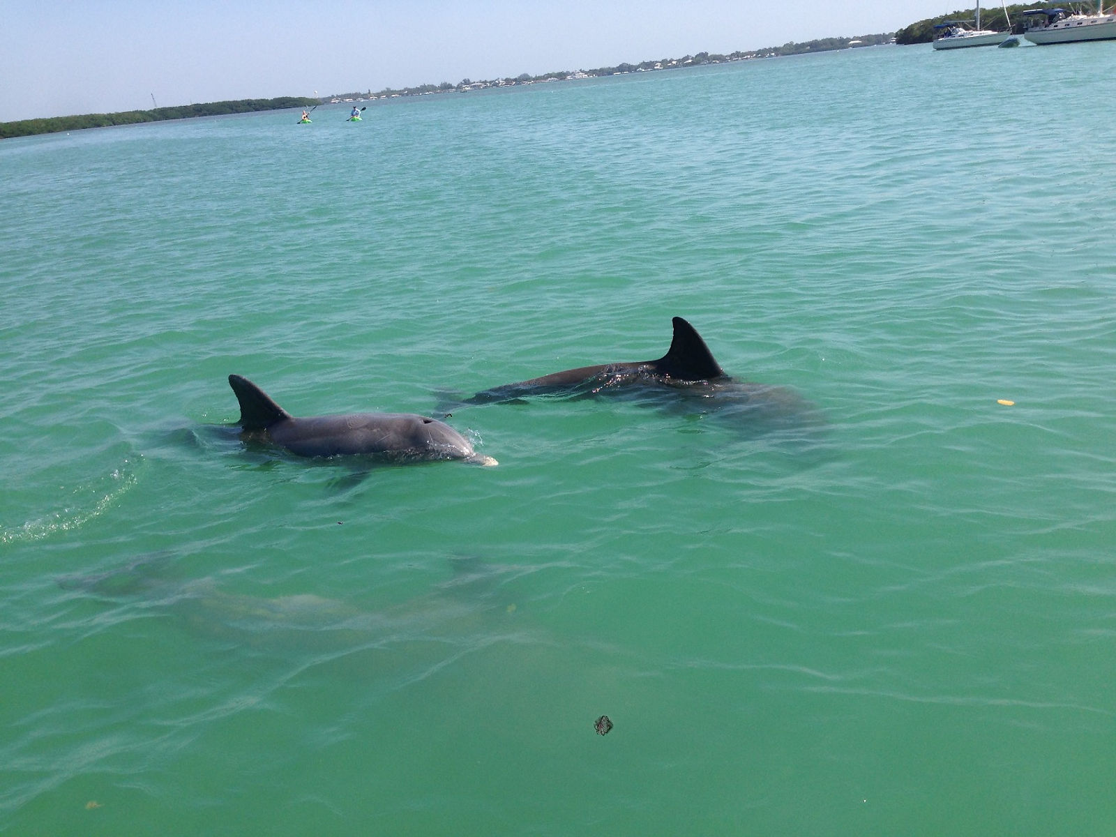 Bottlenose Dolphin