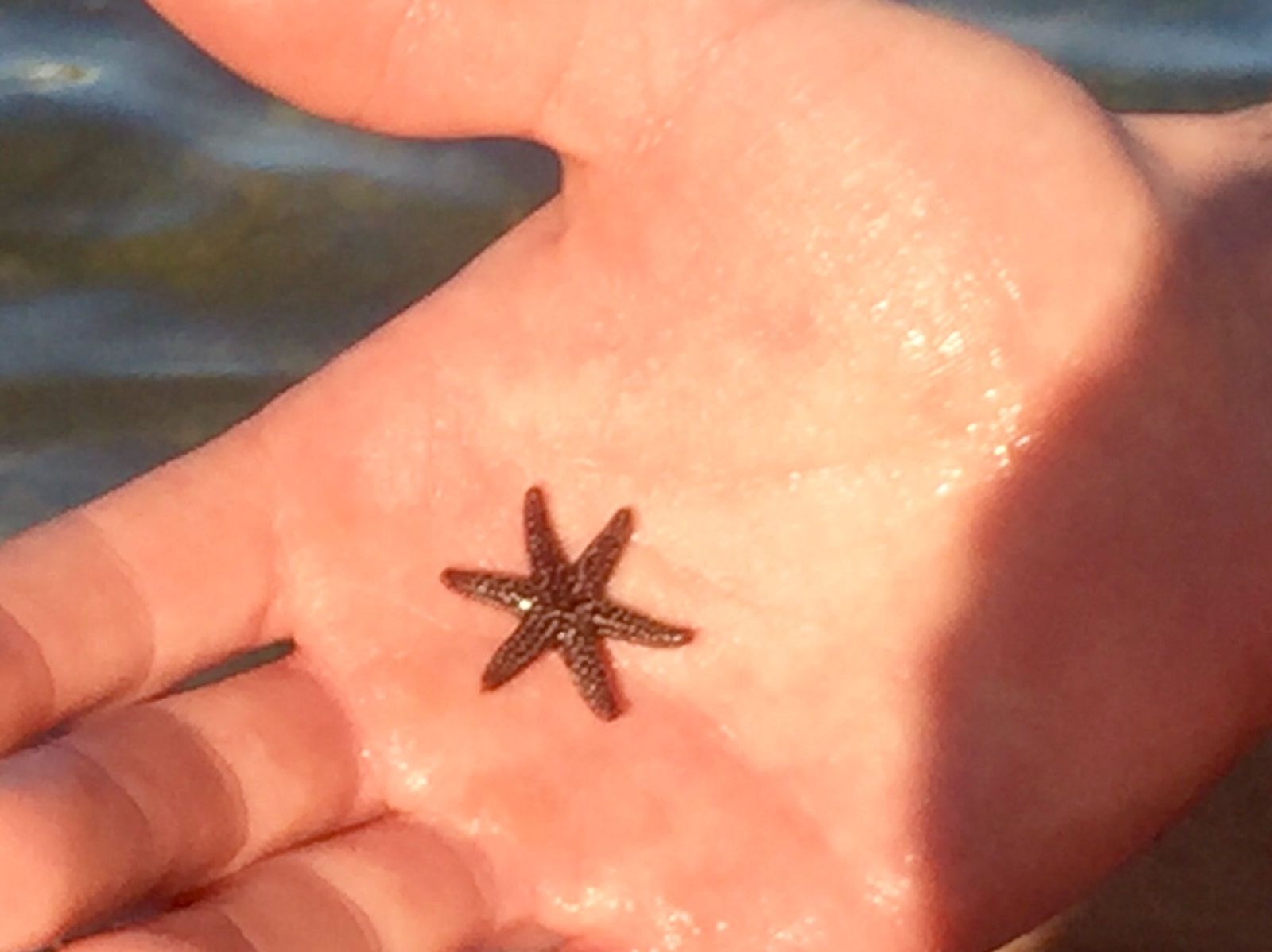 Spiney star