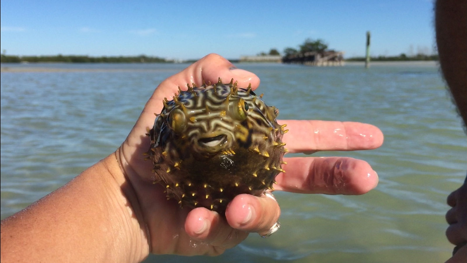 Porcupine pufferfish