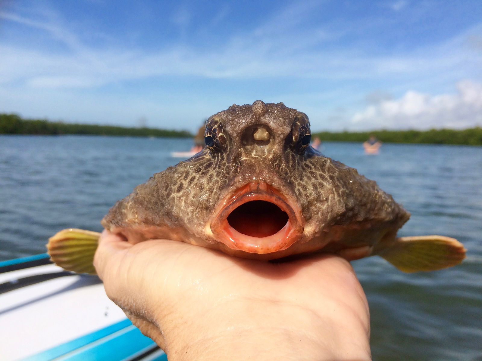 Batfish