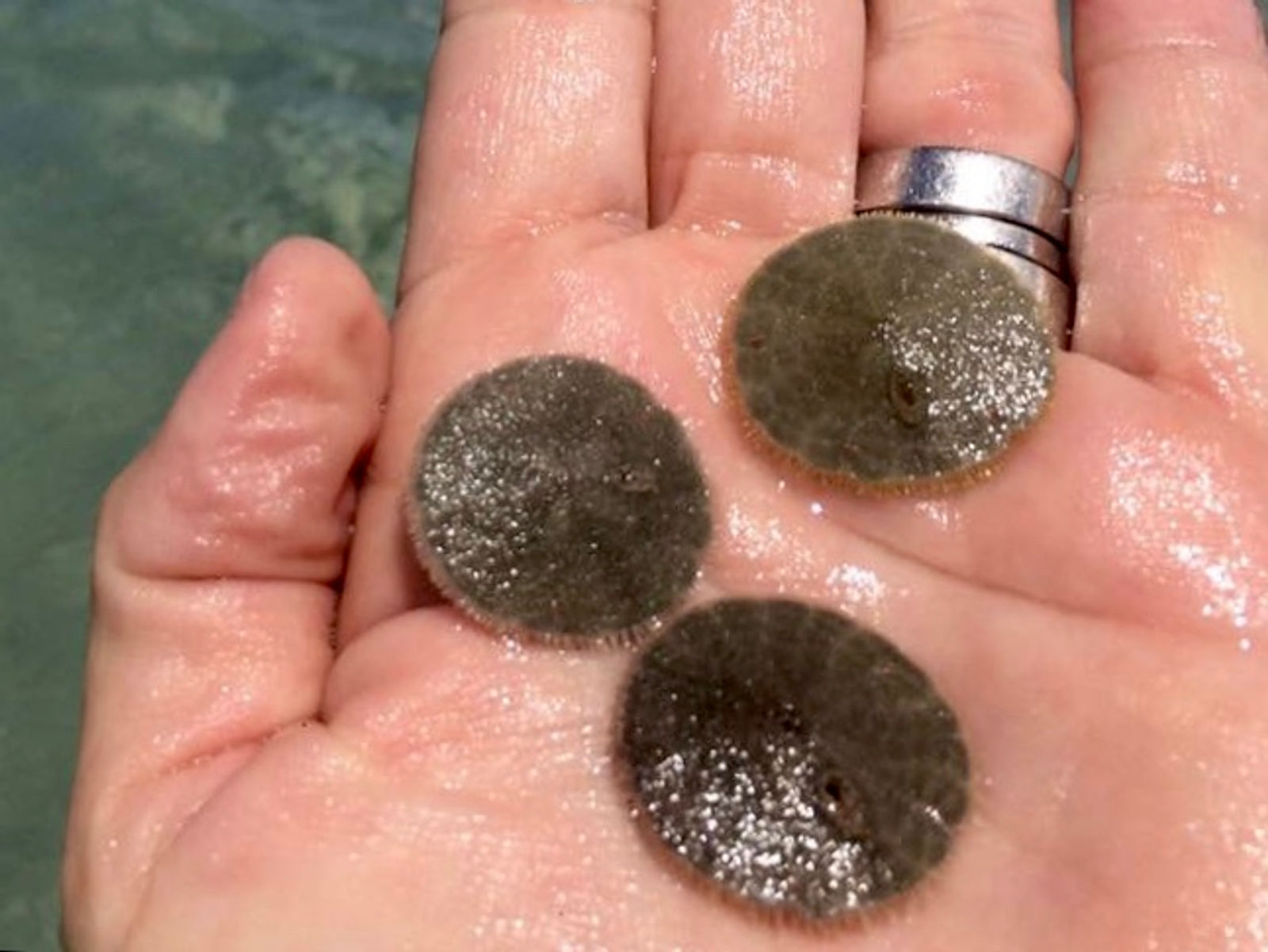 Sand dollars