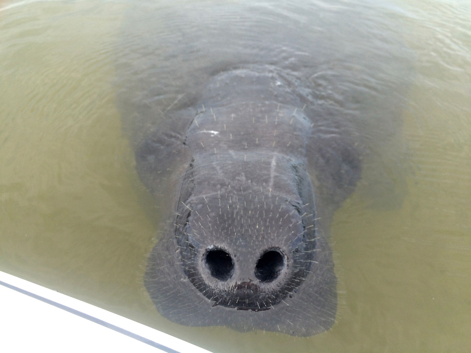 George the Manatee