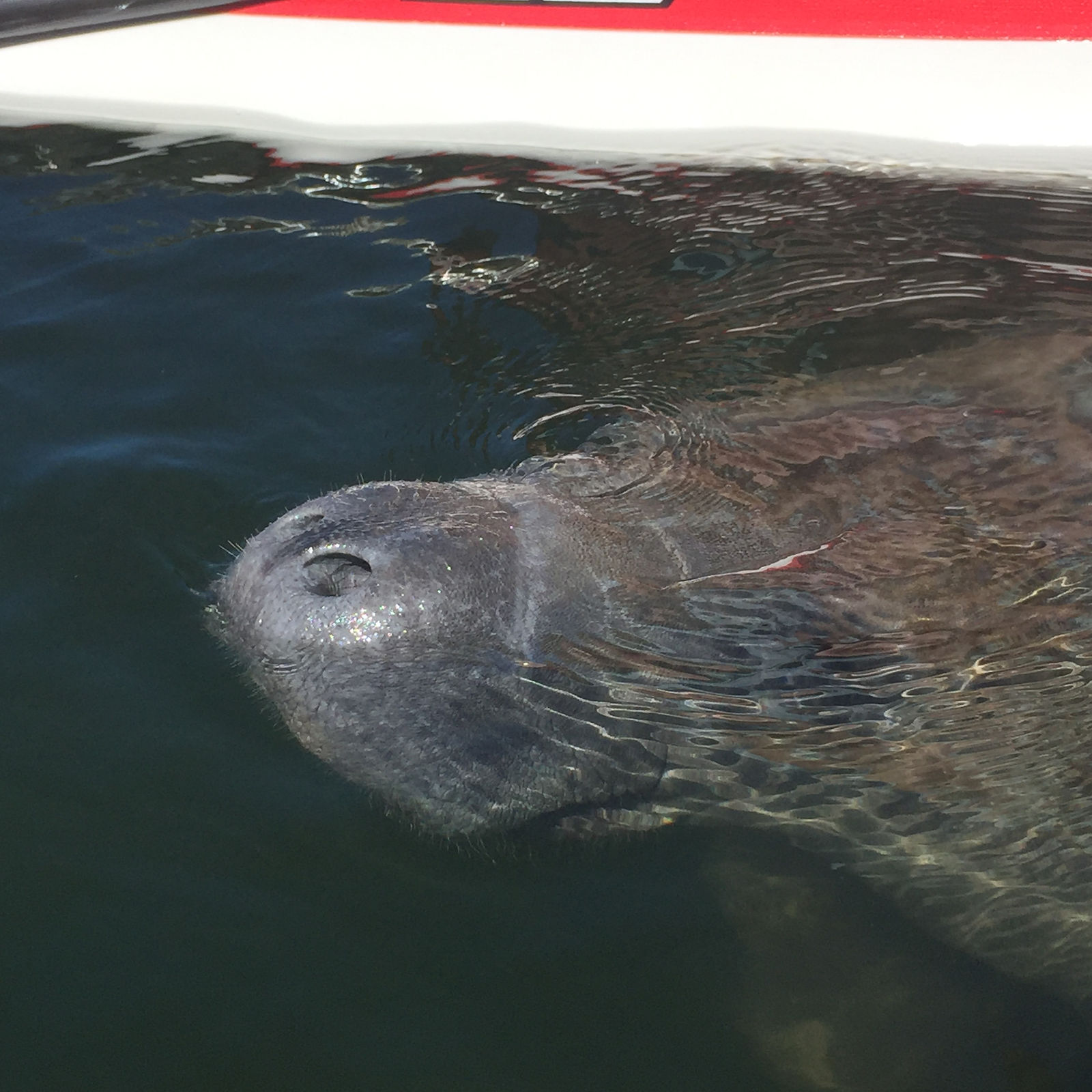 Manatee