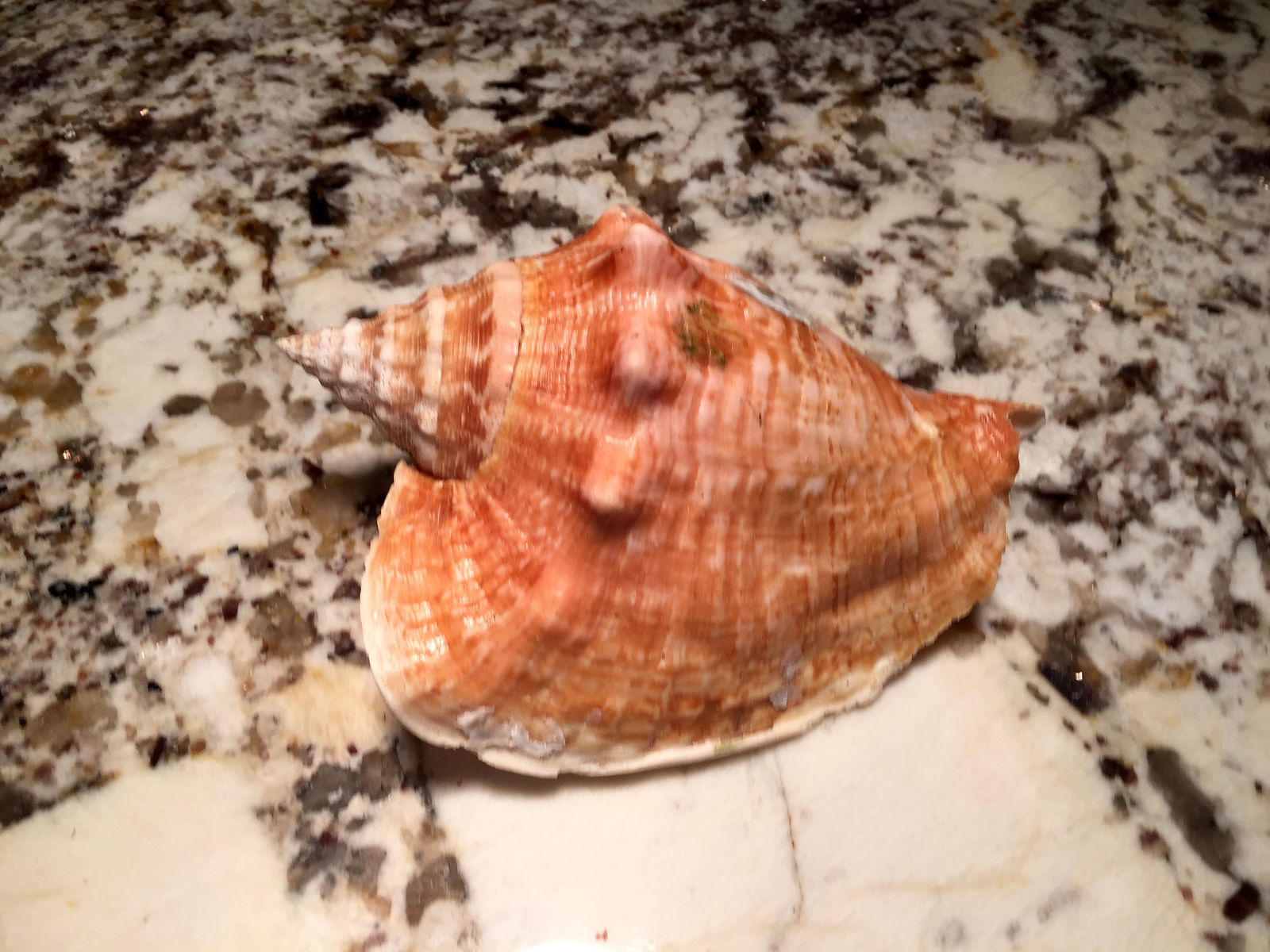 Milk Conch